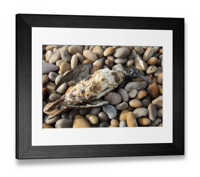 Framed Print : Common Guillemot (Uria aalge) dead adult, washed ashore after contamination from polyisobutene oil additive at sea Framed Print : Common Guillemot (Uria aalge) dead adult, washed ashore after contamination from polyisobutene oil additive at sea
