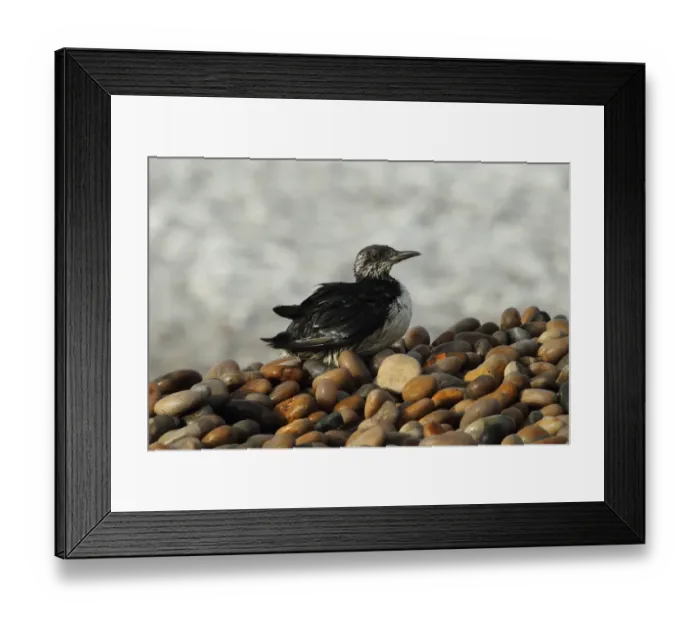 Framed Print : Common Guillemot (Uria aalge) adult, winter plumage, washed ashore after contamination from polyisobutene oil additive Framed Print : Common Guillemot (Uria aalge) adult, winter plumage, washed ashore after contamination from polyisobutene oil additive