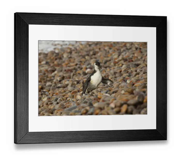 Framed Print : Common Guillemot (Uria aalge) adult, winter plumage, washed ashore after contamination from polyisobutene oil additive Framed Print : Common Guillemot (Uria aalge) adult, winter plumage, washed ashore after contamination from polyisobutene oil additive
