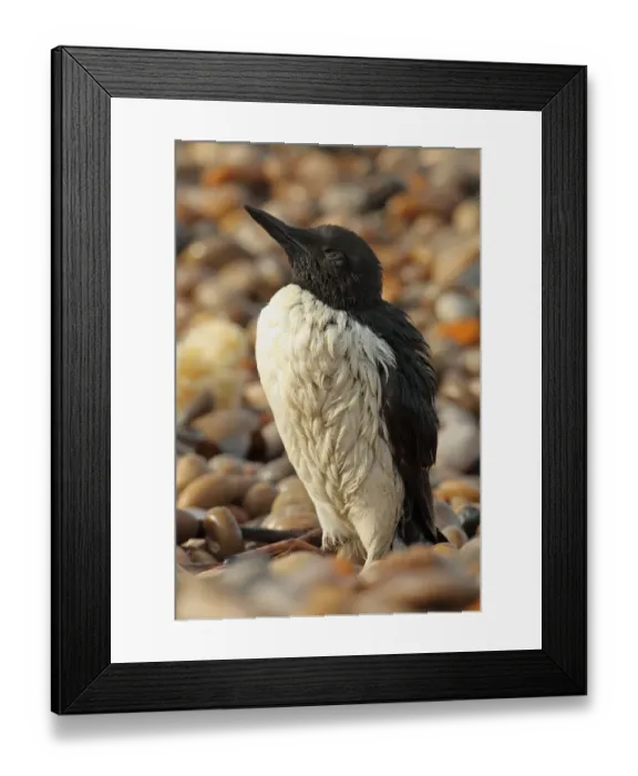 Framed Print : Common Guillemot (Uria aalge) adult, summer plumage, washed ashore after contamination from polyisobutene oil additive Framed Print : Common Guillemot (Uria aalge) adult, summer plumage, washed ashore after contamination from polyisobutene oil additive