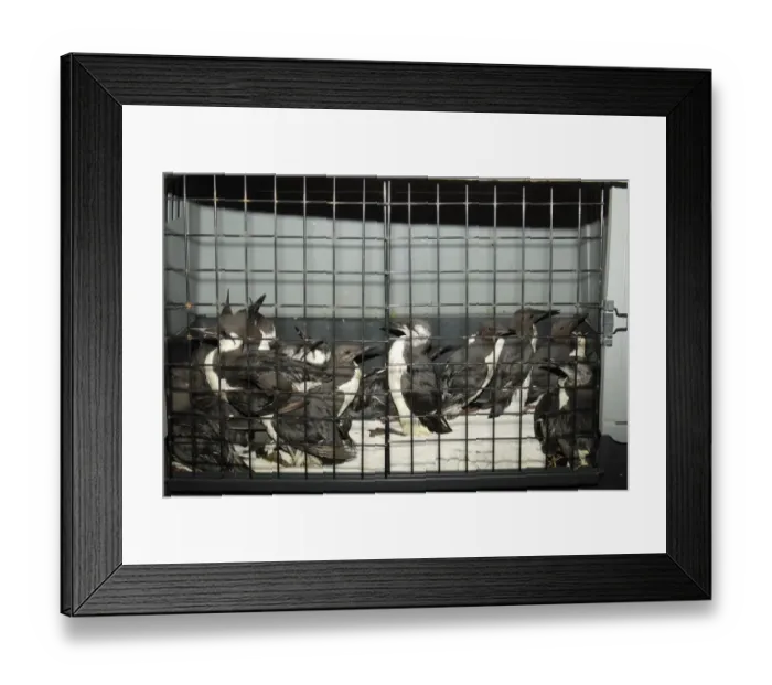 Framed Print : Common Guillemot (Uria aalge) adults, moulting from winter to summer plumage, group in cage after being rescued