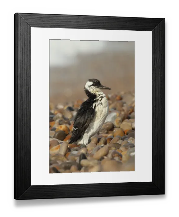 Framed Print : Common Guillemot (Uria aalge) adult, winter plumage, washed ashore after contamination from polyisobutene oil additive