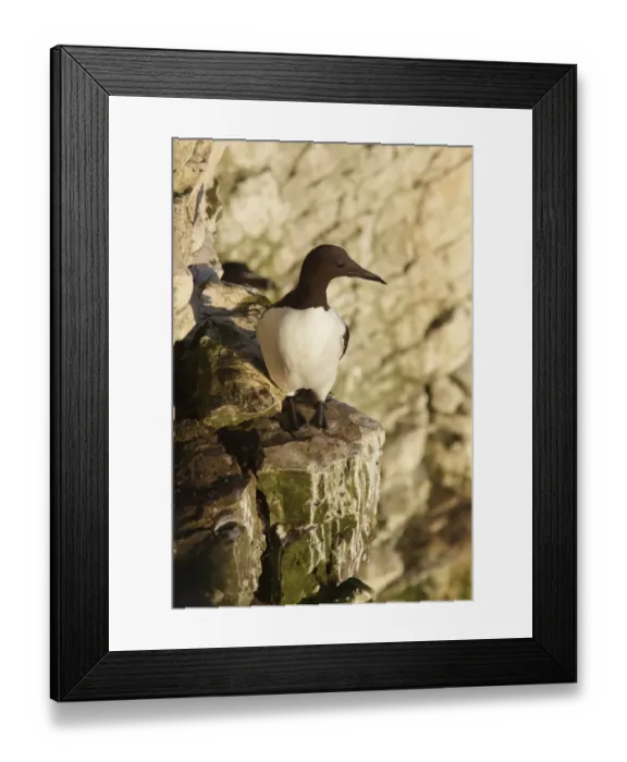 Framed Print : Common Guillemot (Uria aalge) adult, standing on chalk cliff ledge in early morning sunlight