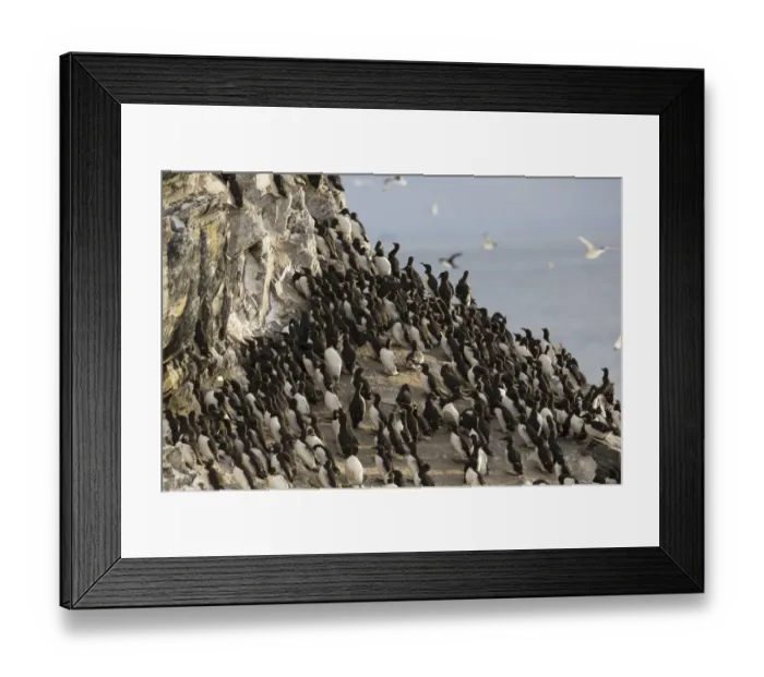 Framed Print : Common Guillemot (Uria aalge) adults, breeding plumage, at colony, early in year when they return to breed