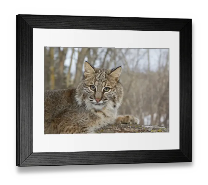 Framed Print : Bobcat (Lynx rufus) adult, close-up of head, resting on tree branch, Minnesota, U. S. A. January (captive)