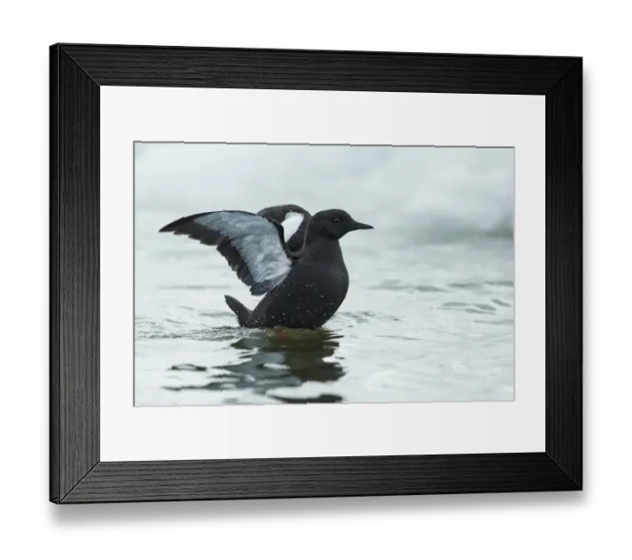 Framed Print : Black Guillemot (Cepphus grylle) adult, breeding plumage, flapping wings at sea, Point Barrow, Alaska, U. S. A. June