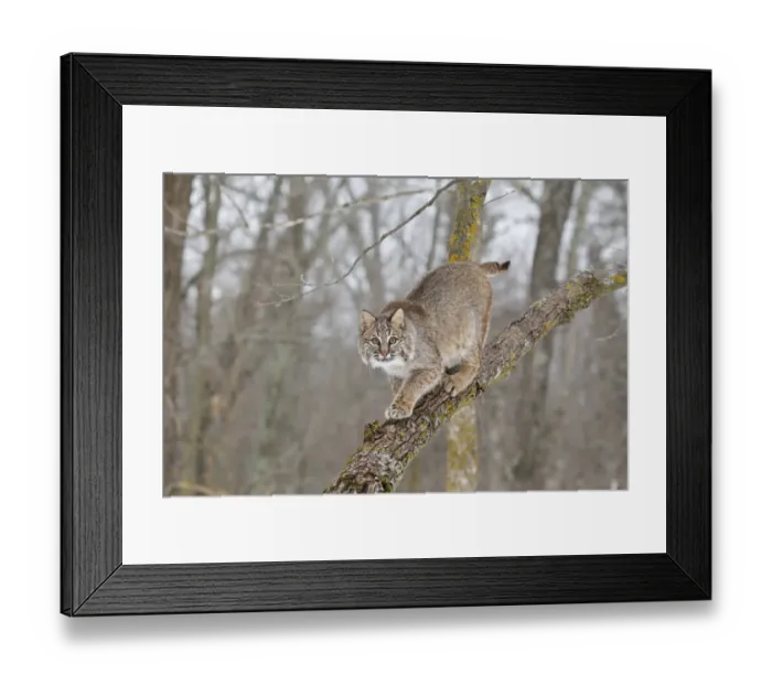 Framed Print : Bobcat (Lynx rufus) adult, walking down tree branch, Minnesota, U. S. A. January (captive) Framed Print : Bobcat (Lynx rufus) adult, walking down tree branch, Minnesota, U. S. A. January (captive)