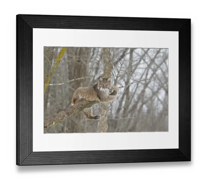 Framed Print : Bobcat (Lynx rufus) adult, resting on tree branch, Minnesota, U. S. A. January (captive) Framed Print : Bobcat (Lynx rufus) adult, resting on tree branch, Minnesota, U. S. A. January (captive)