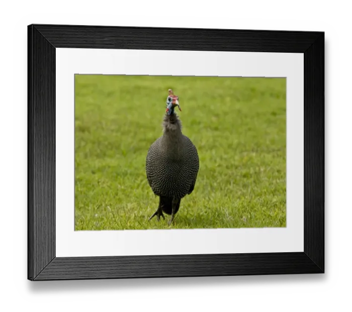 Framed Print : Helmeted Guineafowl (Numida meleagris) adult, walking on grass, Kirstenbosch Gardens, Cape Town, Western Cape Province Framed Print : Helmeted Guineafowl (Numida meleagris) adult, walking on grass, Kirstenbosch Gardens, Cape Town, Western Cape Province