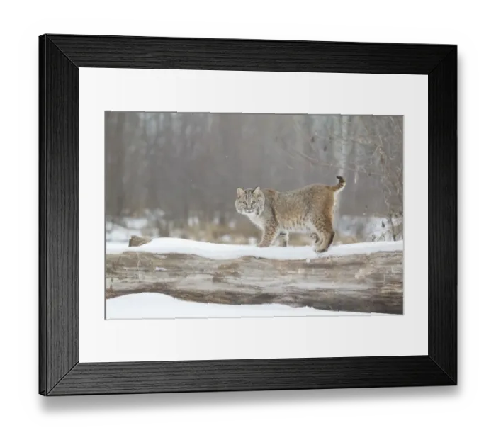 Framed Print : Bobcat (Lynx rufus) adult, standing on snow covered fallen tree, Minnesota, U. S. A. January (captive)