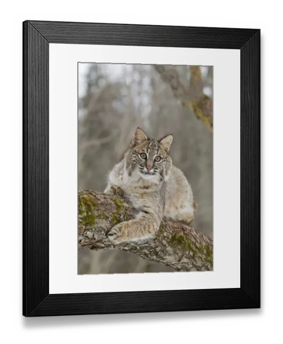 Framed Print : Bobcat (Lynx rufus) adult, resting on tree branch, Minnesota, U. S. A. January (captive) Framed Print : Bobcat (Lynx rufus) adult, resting on tree branch, Minnesota, U. S. A. January (captive)