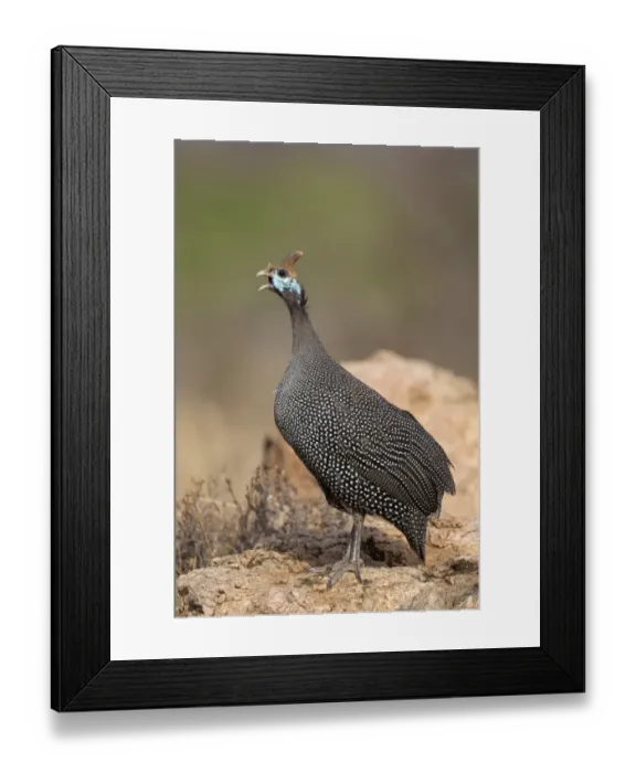 Framed Print : Helmeted Guineafowl (Numida meleagris meleagris) adult, calling, standing on rock, Samburu National Reserve, Kenya