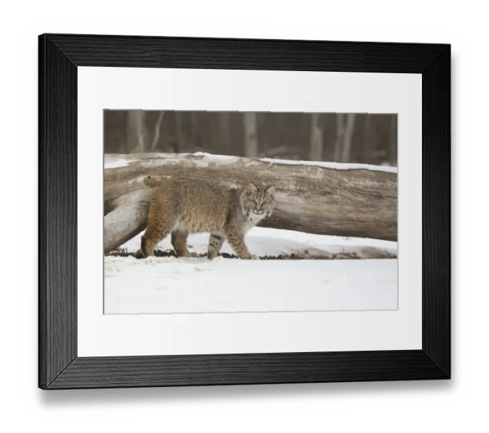 Framed Print : Bobcat (Lynx rufus) adult, walking on snow beside fallen tree, Minnesota, U. S. A. January (captive)