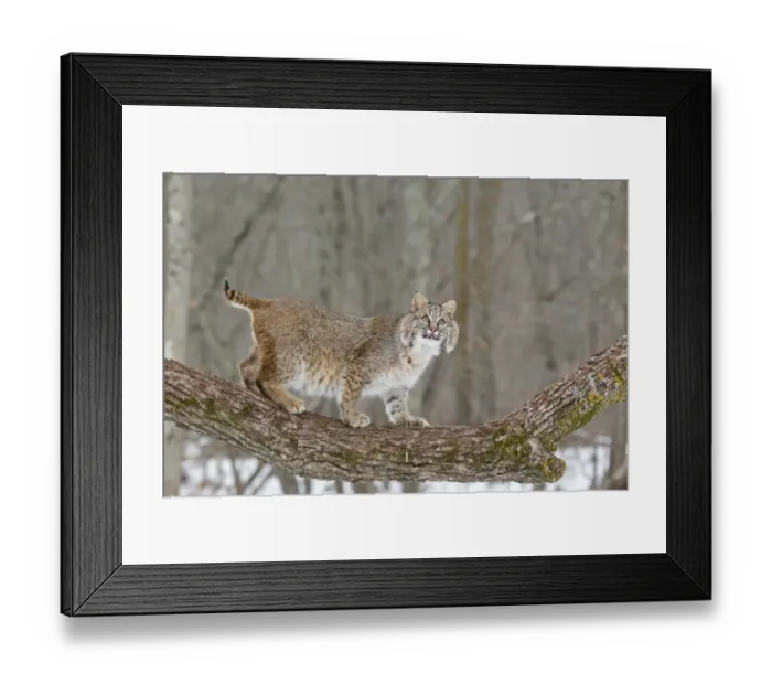 Framed Print : Bobcat (Lynx rufus) adult, standing on tree branch, Minnesota, U. S. A. January (captive) Framed Print : Bobcat (Lynx rufus) adult, standing on tree branch, Minnesota, U. S. A. January (captive)