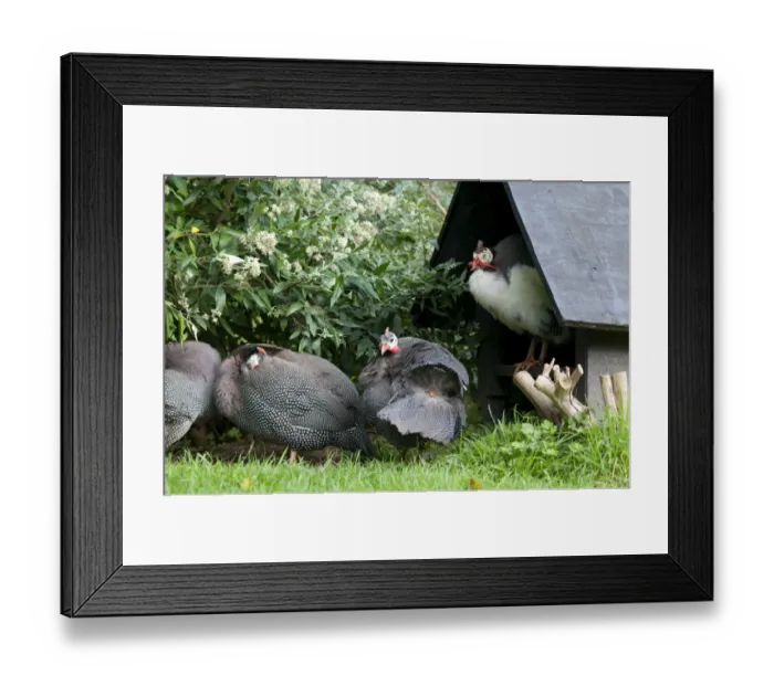 Framed Print : Domestic Helmeted Guineafowl (Numida meleagris) adults, preening beside house, Norfolk, England, October Framed Print : Domestic Helmeted Guineafowl (Numida meleagris) adults, preening beside house, Norfolk, England, October