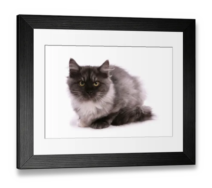 Framed Print : Domestic Cat, Siberian Forest Cat, Black smoke and white kitten, sitting Framed Print : Domestic Cat, Siberian Forest Cat, Black smoke and white kitten, sitting