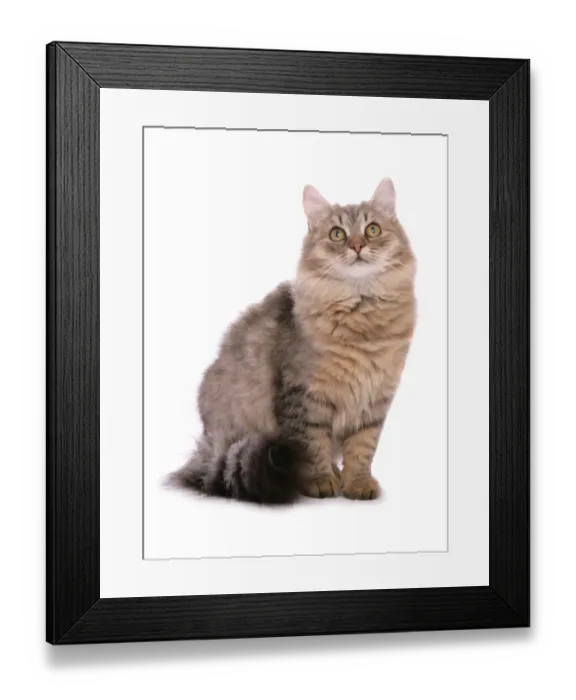 Framed Print : Domestic Cat, Siberian Forest Cat, brown tabby adult, sitting Framed Print : Domestic Cat, Siberian Forest Cat, brown tabby adult, sitting