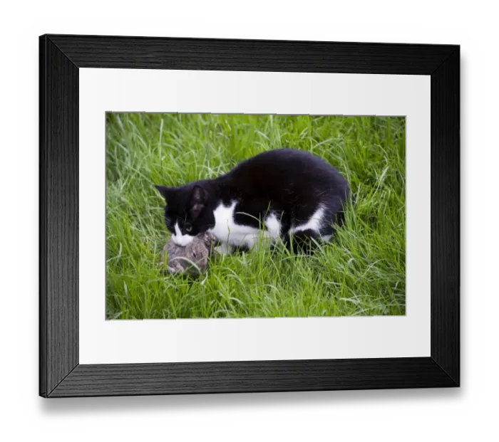 Framed Print : Domestic Cat, adult, with freshly caught European Rabbit (Oryctolagus cuniculus) young, England, July Framed Print : Domestic Cat, adult, with freshly caught European Rabbit (Oryctolagus cuniculus) young, England, July