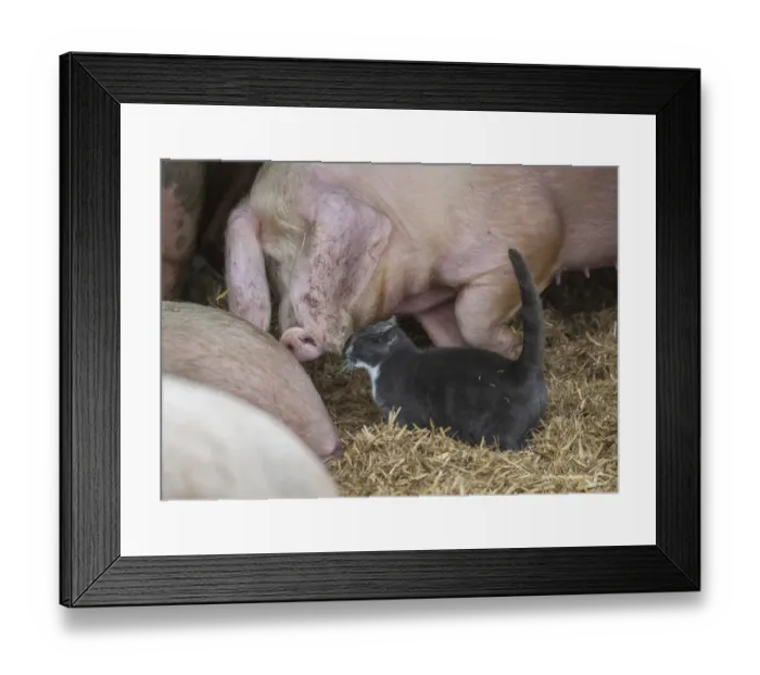 Framed Print : Domestic Cat, adult, standing with Domestic Pig, sow, on straw bedding, Rotherham, South Yorkshire, England, February Framed Print : Domestic Cat, adult, standing with Domestic Pig, sow, on straw bedding, Rotherham, South Yorkshire, England, February