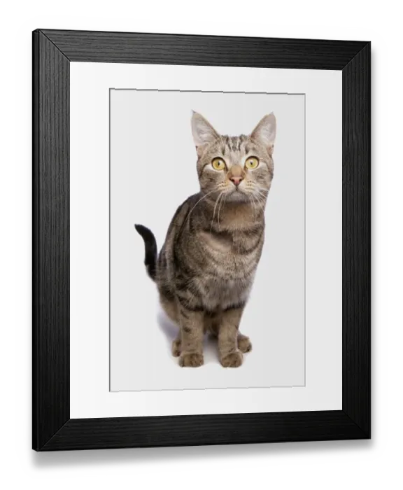 Framed Print : Domestic Cat, tabby adult, with shaved patch of fur on chest, sitting Framed Print : Domestic Cat, tabby adult, with shaved patch of fur on chest, sitting