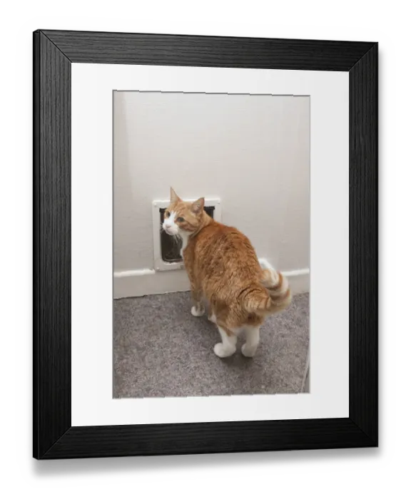 Framed Print : Domestic Cat, ginger tabby, adult male, standing beside cat-flap, England, December Framed Print : Domestic Cat, ginger tabby, adult male, standing beside cat-flap, England, December