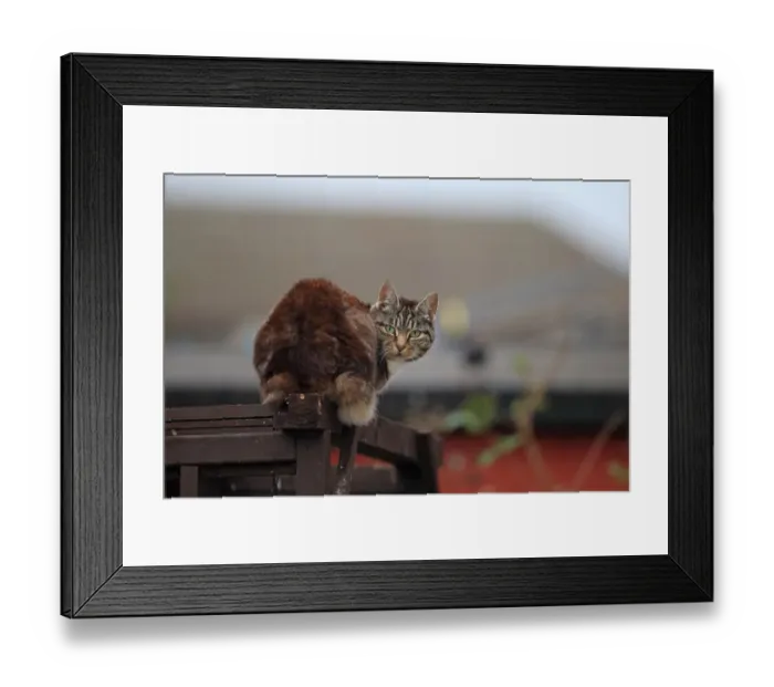 Framed Print : Domestic Cat, adult, sitting on trellis in garden, Norfolk, England, October Framed Print : Domestic Cat, adult, sitting on trellis in garden, Norfolk, England, October