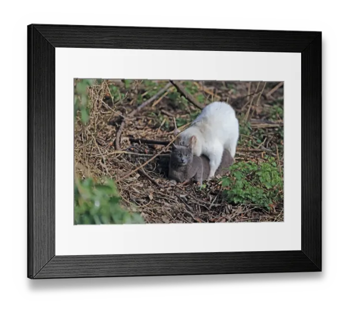 Framed Print : Domestic Cat, adult pair, mating, Thetford, Norfolk, England, March