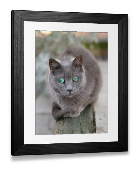 Framed Print : Domestic Cat, adult, with cataracts developed in both eyes, England, December Framed Print : Domestic Cat, adult, with cataracts developed in both eyes, England, December