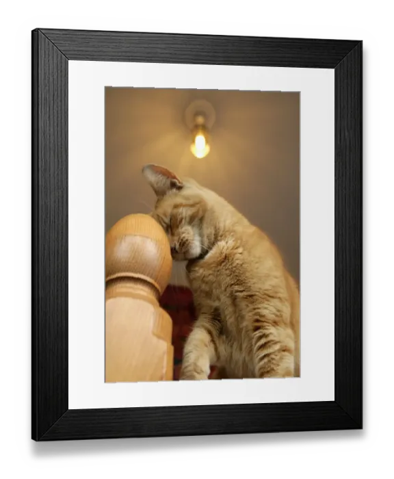 Framed Print : Domestic Cat, ginger tabby, adult male, rubbing head on bedpost in bedroom, England, June Framed Print : Domestic Cat, ginger tabby, adult male, rubbing head on bedpost in bedroom, England, June