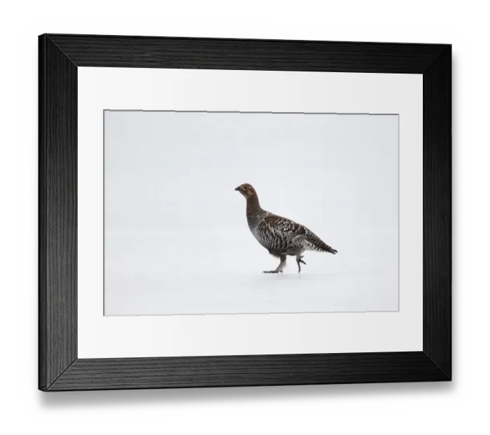 Framed Print : Black Grouse (Tetrao tetrix) adult female, walking on snow, Finland, April Framed Print : Black Grouse (Tetrao tetrix) adult female, walking on snow, Finland, April