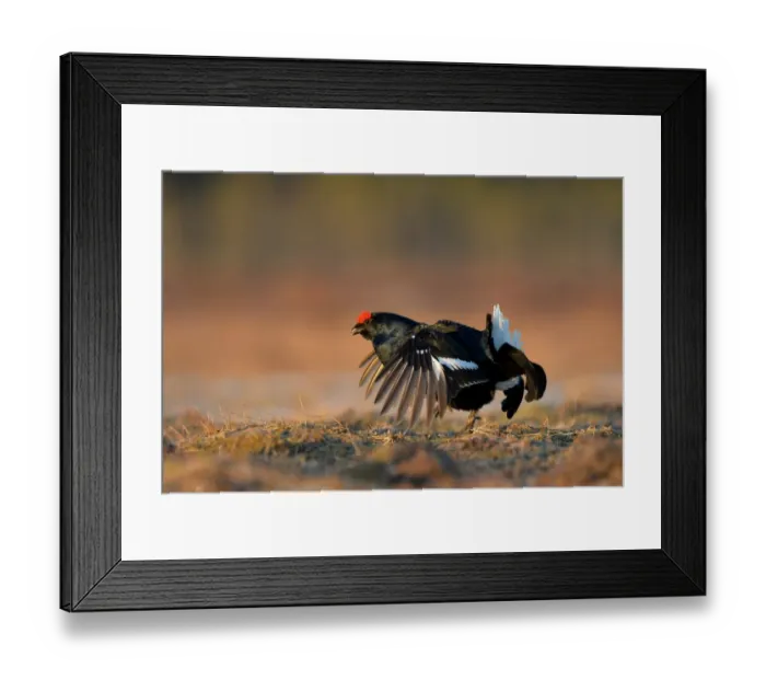 Framed Print : Black Grouse (Tetrao tetrix) adult male, displaying at lek on taiga bog, Finland, April Framed Print : Black Grouse (Tetrao tetrix) adult male, displaying at lek on taiga bog, Finland, April