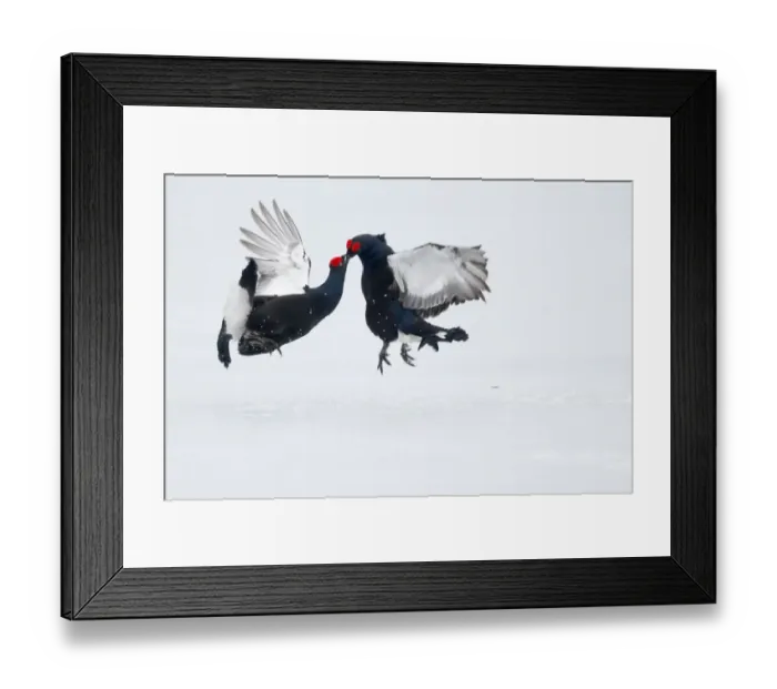 Framed Print : Black Grouse (Tetrao tetrix) two adult males, fighting on snow at lek, Finland, April Framed Print : Black Grouse (Tetrao tetrix) two adult males, fighting on snow at lek, Finland, April