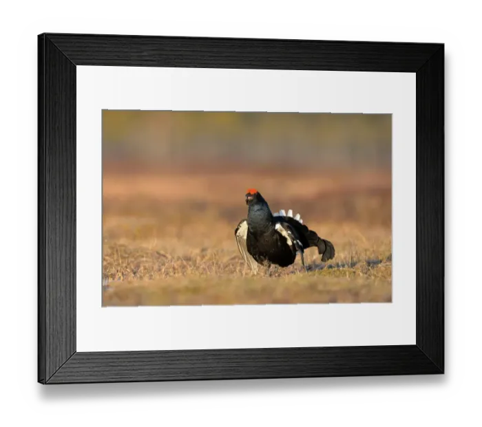 Framed Print : Black Grouse (Tetrao tetrix) adult male, displaying at lek on taiga bog, Finland, April