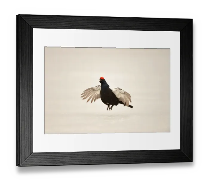 Framed Print : Black Grouse (Tetrao tetrix) adult male, jumping and displaying at lek on snow covered ice, Finland, April Framed Print : Black Grouse (Tetrao tetrix) adult male, jumping and displaying at lek on snow covered ice, Finland, April
