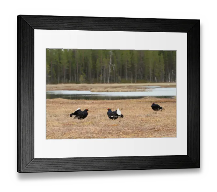 Framed Print : Black Grouse (Tetrao tetrix) three adult males, displaying at lek on taiga bog, Pinega Forest Reserve Framed Print : Black Grouse (Tetrao tetrix) three adult males, displaying at lek on taiga bog, Pinega Forest Reserve