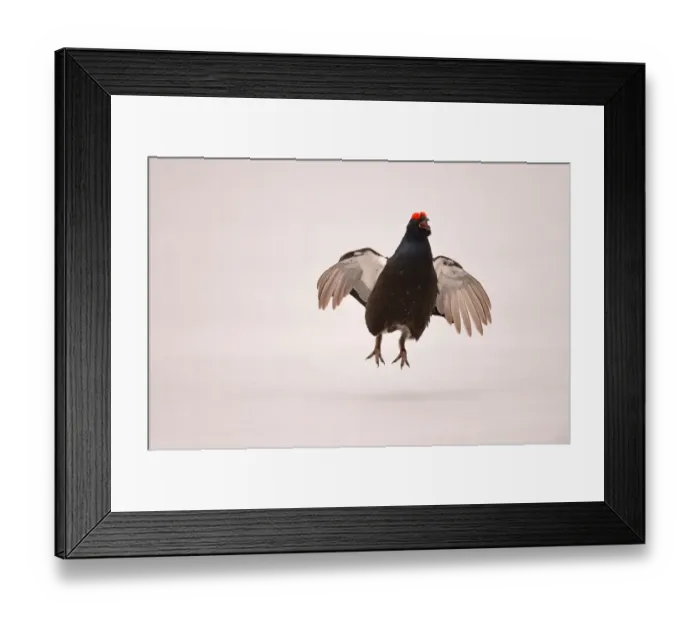 Framed Print : Black Grouse (Tetrao tetrix) adult male, jumping and displaying at lek on snow covered ice, Finland, April Framed Print : Black Grouse (Tetrao tetrix) adult male, jumping and displaying at lek on snow covered ice, Finland, April