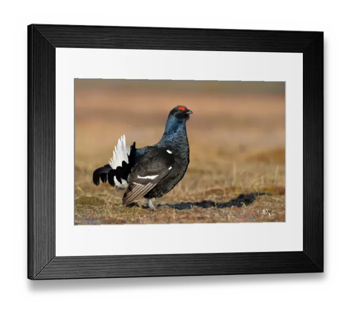 Framed Print : Black Grouse (Tetrao tetrix) adult male, displaying at lek on taiga bog, Finland, April Framed Print : Black Grouse (Tetrao tetrix) adult male, displaying at lek on taiga bog, Finland, April