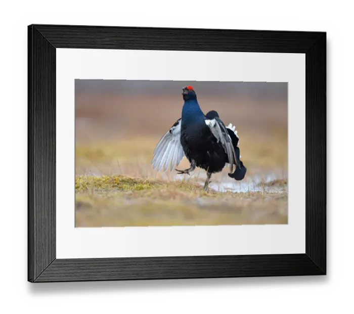 Framed Print : Black Grouse (Tetrao tetrix) adult male, displaying at lek on taiga bog, Finland, April Framed Print : Black Grouse (Tetrao tetrix) adult male, displaying at lek on taiga bog, Finland, April