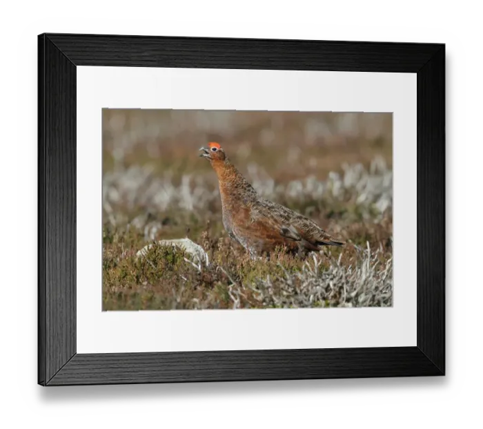 Framed Print : Red Grouse (Lagopus lagopus scoticus) adult male, calling, standing amongst heather on moorland, Yorkshire, England Framed Print : Red Grouse (Lagopus lagopus scoticus) adult male, calling, standing amongst heather on moorland, Yorkshire, England