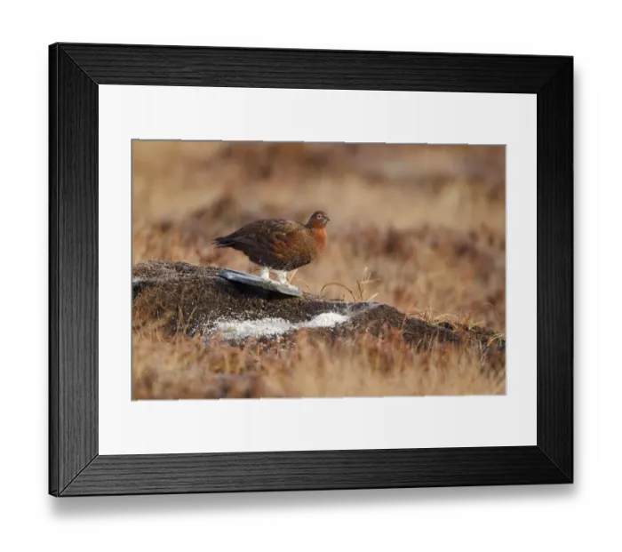 Framed Print : Red Grouse (Lagopus lagopus scoticus) adult male, standing on ground beside food with medicine left for grouse Framed Print : Red Grouse (Lagopus lagopus scoticus) adult male, standing on ground beside food with medicine left for grouse