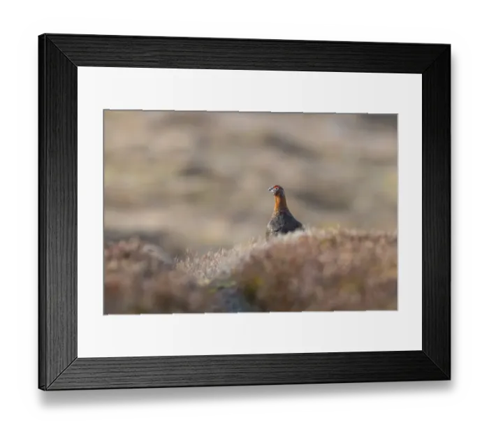 Framed Print : Red Grouse (Lagopus lagopus scoticus) adult male, standing in heather on moorland, Grampian Mountains, Highlands Framed Print : Red Grouse (Lagopus lagopus scoticus) adult male, standing in heather on moorland, Grampian Mountains, Highlands