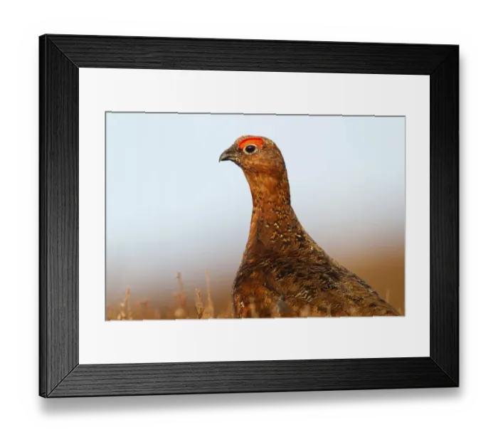 Framed Print : Red Grouse (Lagopus lagopus scoticus) adult male, close-up of head and neck, standing amongst heather on moorland