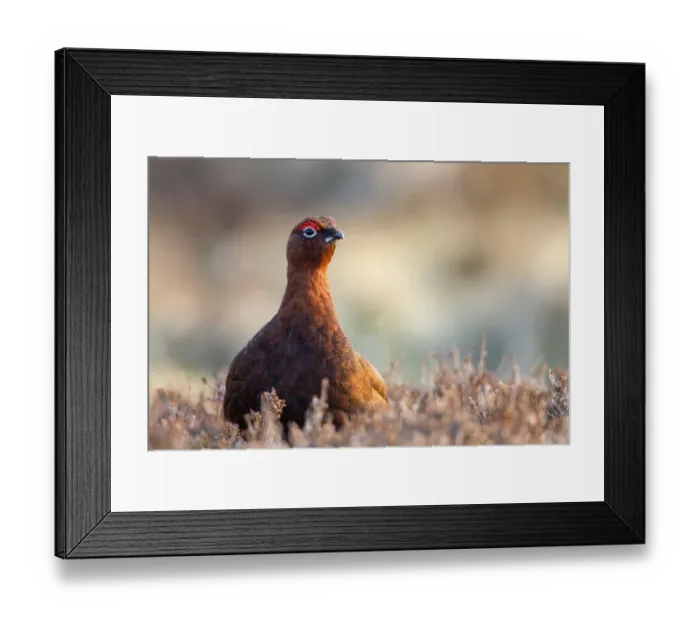 Framed Print : Red Grouse (Lagopus lagopus scoticus) adult male, standing amongst heather on moorland, Lammermuir Hills Framed Print : Red Grouse (Lagopus lagopus scoticus) adult male, standing amongst heather on moorland, Lammermuir Hills