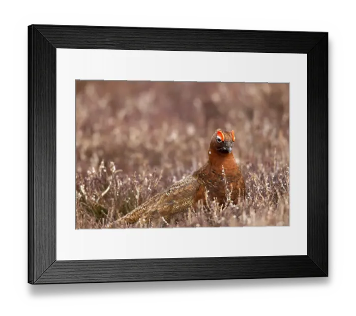 Framed Print : Red Grouse (Lagopus lagopus scoticus) adult male, feeding in heather on moorland, Lammermuir Hills, Scottish Borders
