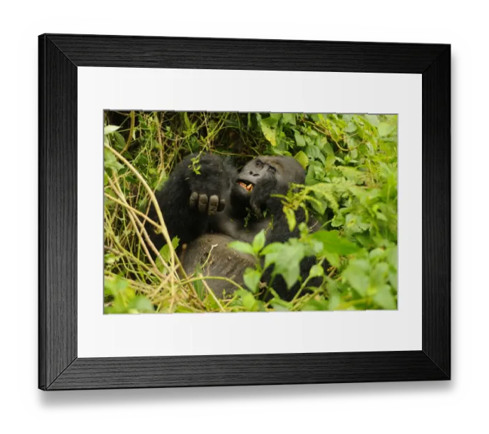 Framed Print : Eastern Lowland Gorilla (Gorilla beringei graueri) Chimanuka adult male silverback, feeding in forest undergrowth Framed Print : Eastern Lowland Gorilla (Gorilla beringei graueri) Chimanuka adult male silverback, feeding in forest undergrowth