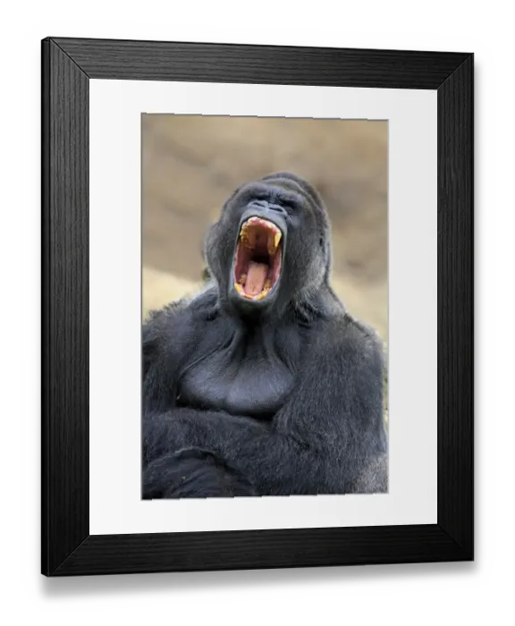 Framed Print : Western Lowland Gorilla (Gorilla gorilla gorilla) adult male silverback, yawning (captive) Framed Print : Western Lowland Gorilla (Gorilla gorilla gorilla) adult male silverback, yawning (captive)