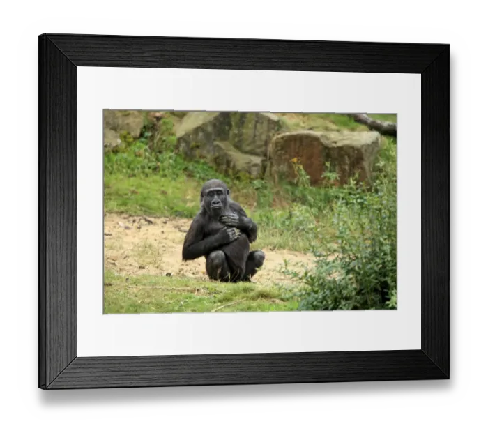 Framed Print : Western Lowland Gorilla (Gorilla gorilla gorilla) immature, sitting on ground (captive) Framed Print : Western Lowland Gorilla (Gorilla gorilla gorilla) immature, sitting on ground (captive)