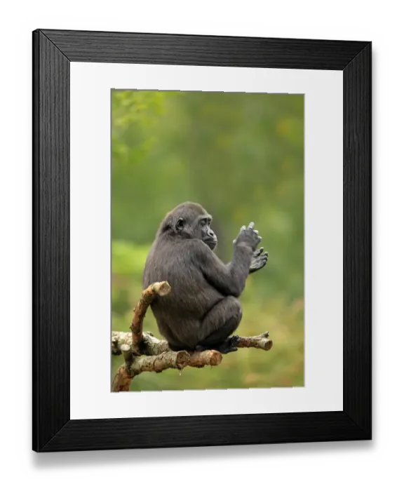 Framed Print : Western Lowland Gorilla (Gorilla gorilla gorilla) immature female, sitting on branches (captive) Framed Print : Western Lowland Gorilla (Gorilla gorilla gorilla) immature female, sitting on branches (captive)