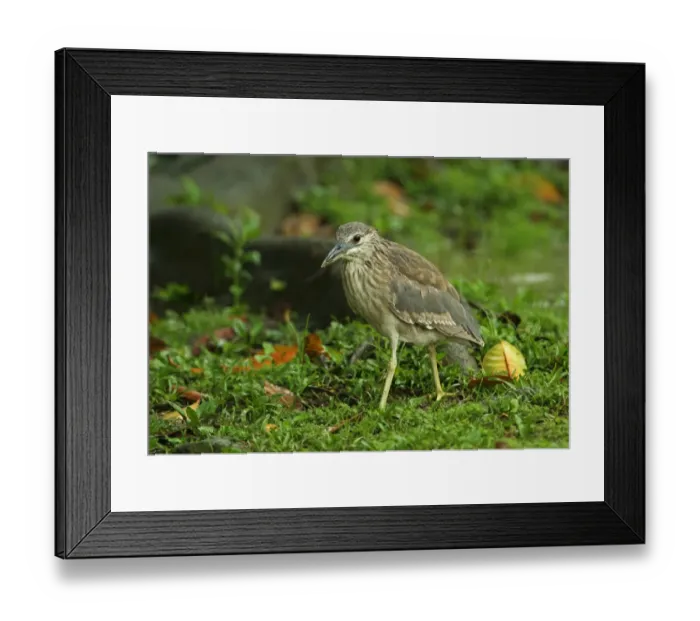 Framed Print : Malayan Night-heron (Gorsachius melanolophus) immature, with wet plumage after rainfall, walking on short grass Framed Print : Malayan Night-heron (Gorsachius melanolophus) immature, with wet plumage after rainfall, walking on short grass
