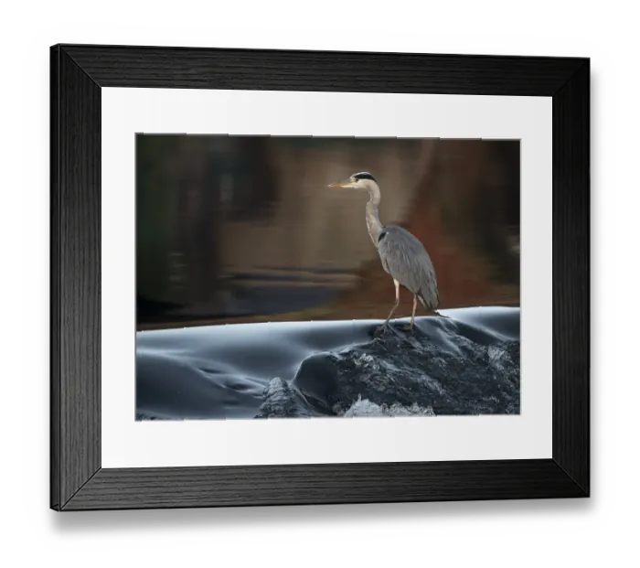 Framed Print : Grey Heron (Ardea cinerea) adult, standing in river, River Nith, Dumfries and Galloway, Scotland, October Framed Print : Grey Heron (Ardea cinerea) adult, standing in river, River Nith, Dumfries and Galloway, Scotland, October